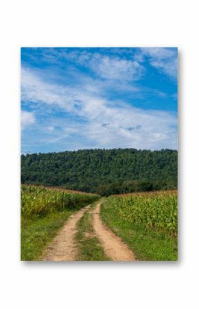A dirt road through a corn field in Pine Grove Township, Warren County, Pennsylvania, USA on a sunny summer day