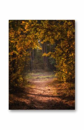 vibrant colors of October. The exit from the colorful autumn forest in the form of the end of a tunnel is illuminated by sunlight through the yellow-orange leaves of the trees. natural frame