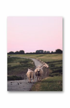 Sheep standing on top of a dike in northern Germany. High quality photo