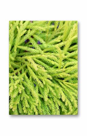 Japanese, cedar and plant leaf in nature environment or outdoor ecosystem for green leaves, closeup or growth. Forest, bush and branches in woods or rural foliage in garden, outside or countryside