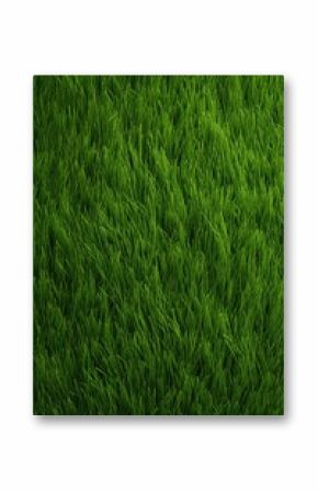 Detailed close up of a vibrant green grass field. Perfect for nature backgrounds
