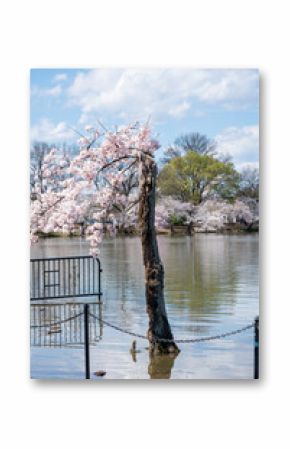 Stumpy, the beloved tree on the Tidal Basin, in its 2024 final full bloom with cherry blossoms for last time before the tree is cut down