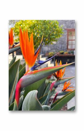 Strelizia - bird of paradize flower, tarditional flower of Tenerife