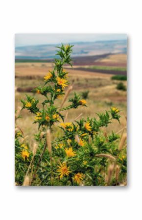 Common Golden Thistle, Scolymus hispanicus or Spanish Oyster Thistle on blur background. Vertical