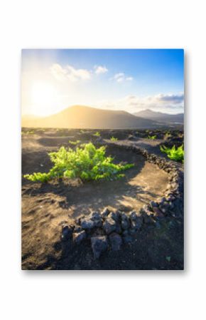 Vineyards and stone fences in La Geria. Lanzarote. Canary Islands. Spain.