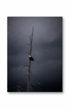 A bald eagle perched on a dead tree, with dark storm clouds in the background. 