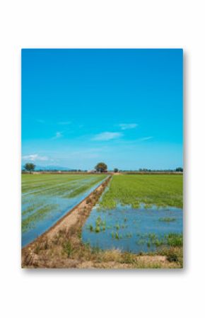 waterlogged rice field in the Ebro Delta, Spain