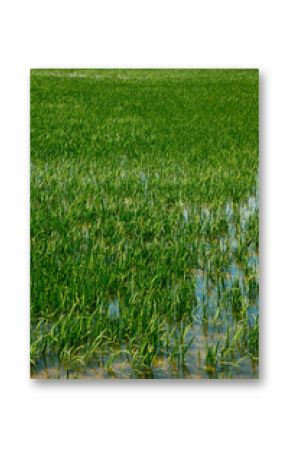 rice seedlings in a waterlogged rice field in Spain