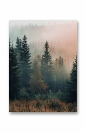 Amazing mystical rising fog forest trees landscape in black forest blackforest ( Schwarzwald ) Germany panorama banner - Dark mood, portrait format