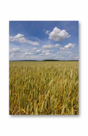 a field with wheat that turns from green to yellow during ripening