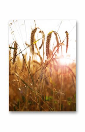 Harvest time in agriculture. Wheat field in the backlight of the setting sun. Vertical background for late summer in the field.