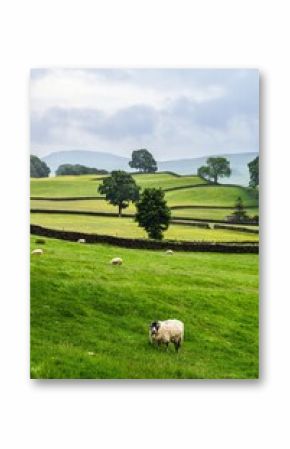 Sheeps and Farms in Yorkshire Dales National Park, North Yorkshire, England