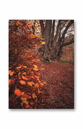 Nice autumnal scene in the forest