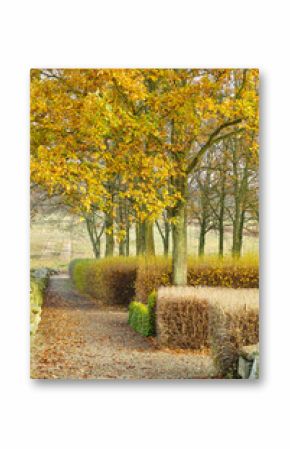 Fall forest, woods and autumn with ecology in park or garden, nature and landscape with environment outdoor. Plants, shrub and season with scenic view, foliage and leaves with trees and background