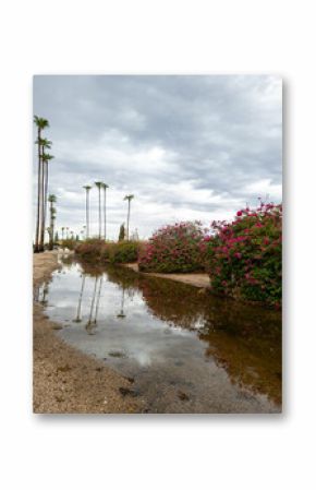 Bright crimson red Bougainvillea shrubs and tall palms along the edge of flooded roadside after seasonal monsoon rain in Phoenix, AZ