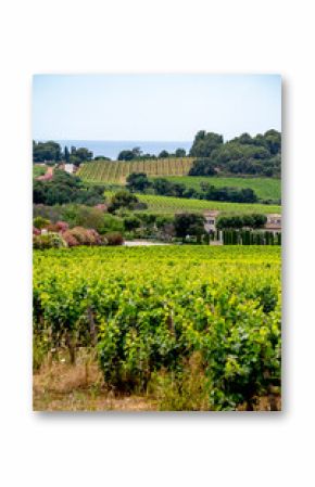 Landscape of French Riviera, view on hills, houses and green vineyards Cotes de Provence, production of rose wine near Saint-Tropez and Pampelonne beach, Var, France