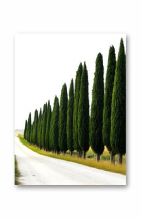 Tall cypress trees lining a dirt road under a clear sky isolated on transparent background