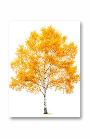 Bright yellow birch tree showcasing autumn foliage isolated on transparent background