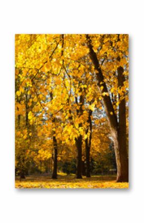 Scenic Autumn landscape with orange yellow trees