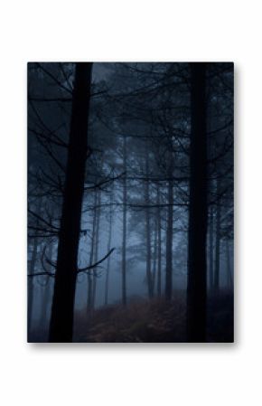 Foggy woods at dusk