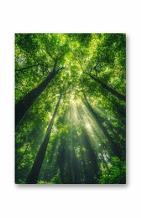 Lush green forest with towering trees and sunlight