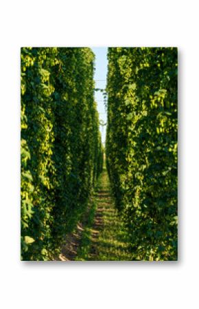 Bavarian Hops field with a gab between the field