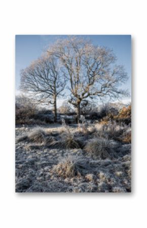 English countryside meadow in the winter