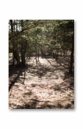 The photo shows a serene forest pathway illuminated by soft sunlight filtering through the trees, casting long shadows on the forest floor, creating a peaceful and natural atmosphere.