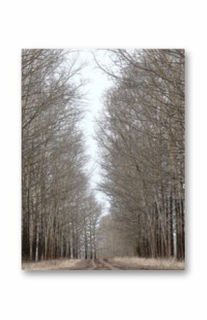 early spring or late autumn nature view trees without leaves, landscape nature park