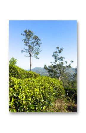A lush green hillside with a clear blue sky