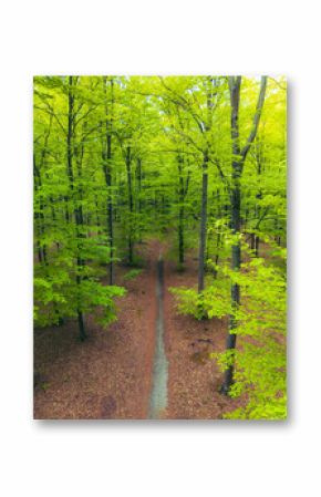 Aerial view of a narrow path winding through a lush green forest, surrounded by vibrant foliage and tranquil scenery.