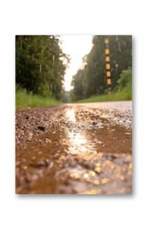 Wet Road in Forest After Summer Rain