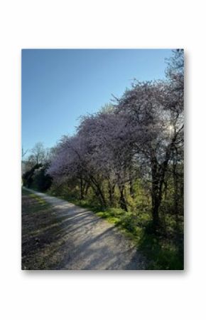Beautiful blooming trees and pathway in park on spring day