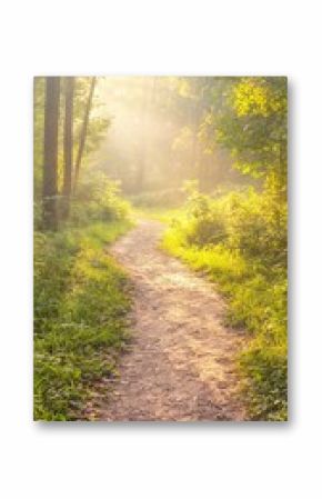Sunlit Forest Path: A Narrow Trail Leading into Soft Light