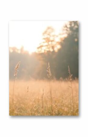 Golden Hour Grassland: Pale Sunrise Over Dew-Kissed Field