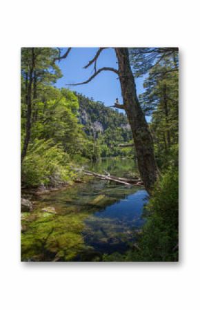 Evergreen beech forest near foot of Andes mountains, Patagonia, Argentina, South America, chile