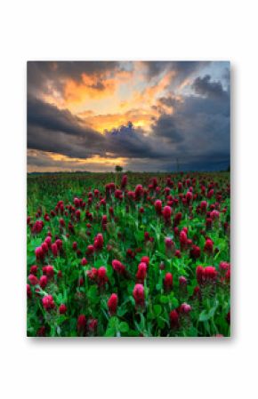 Beautiful sunset over field of blossoming clover incarnate