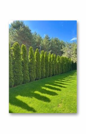 A manicured lawn featuring a shapely Thuja tree enhances the landscape's charm, creating a serene outdoor space ideal for relaxation and enjoyment in nature.