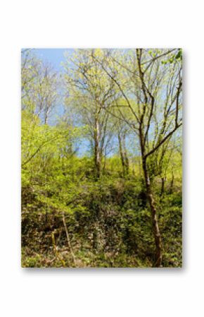 A forest with trees and bushes