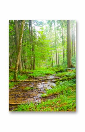 small brook flow through a green forest