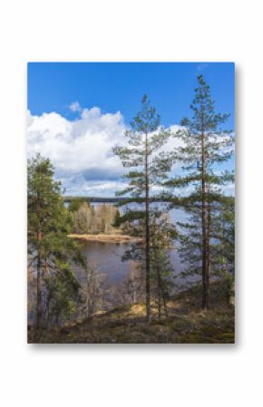 Vertical photo featuring forest landscape showcasing tall pine trees