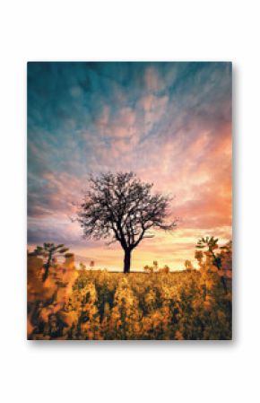 Lone tree on a blossoming yellow rapeseed field, with amazing colorful clouds in the dramatic sunset sky, vertical format