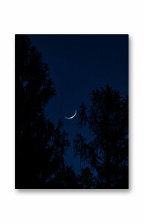 Mystical Moonlit Landscape with Silhouetted Trees Under Starry Night Sky in Polish Mountains