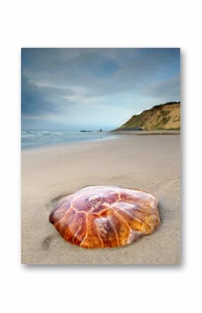 a big picturesque red jellyfisch on the beach near the sea