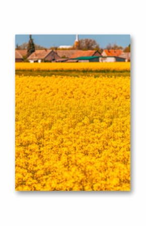 Beautiful rural countryside landscape with cultivated canola rapeseed plantation field in foreground and village in the background