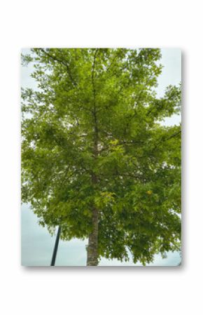 Upward shot of a lush, green tree with dense foliage against a soft sky. Evokes tranquility, nature, growth, and resilience. Ideal for environmental, wellness, or design projects.