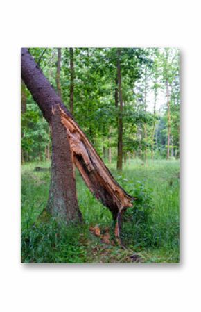 Broken spruce tree trunk in coniferous and deciduous forest. Spring season.