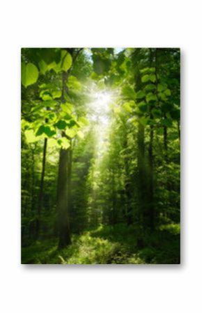 Scenic woodland scene with bright green leaves framing the sun, beautiful beams of light and silhouettes of tree trunks. 