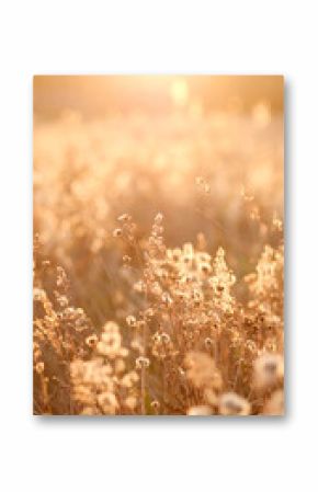 Golden Sunlight Illuminates a Field of Wildflowers at Sunset, Creating a Serene and Magical Atmosphere