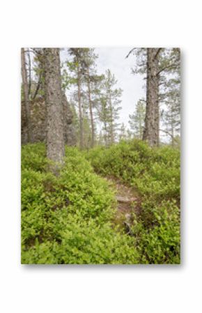 Bright green forest undergrowth with dense bilberry bushes and tall pine trees under a lightly clouded sky in summer.
